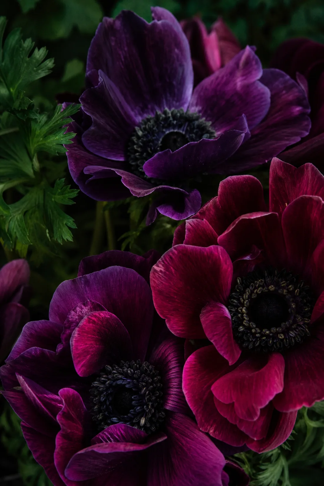 Deep purple and burgundy anemones in velvety close-up